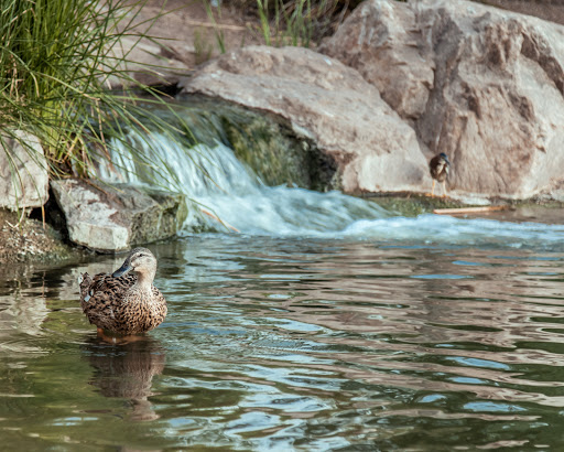 Park «Discovery Park», reviews and photos, 2214 E Pecos Rd, Gilbert, AZ 85297, USA