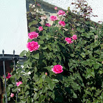 Photo n°2 de l'avis de Raaby.i fait le 19/04/2019 à 16:23 sur le  A. Montesinho Turismo à Gimonde, Bragança