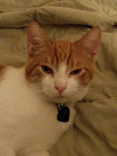 Pet Supply Store «Petco Animal Supplies», reviews and photos, 175 Grandview Blvd #600, Madison, MS 39110, USA