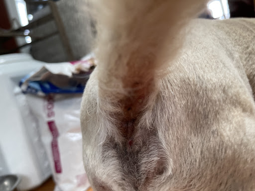 Pet Supply Store «PetSmart», reviews and photos, 12020 Cherry Hill Rd, Silver Spring, MD 20904, USA