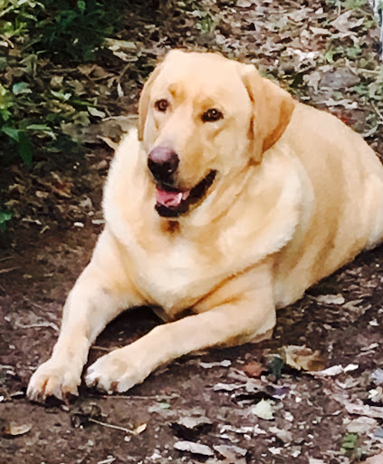 18015 Autumn View Dr, Prairieville, LA 70769, USA