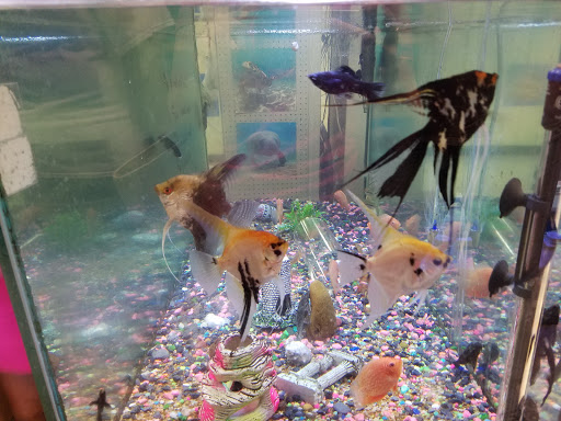 Tropical Fish Store «BB Fish and Pets», reviews and photos, 9226 Cypress Creek Pkwy, Houston, TX 77064, USA