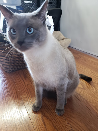 Pet Supply Store «PetSmart», reviews and photos, 144 Retail Commons Pkwy, Martinsburg, WV 25403, USA