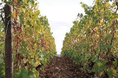 Champagne Lignier-Moreau à Baroville