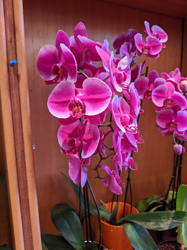 Florist «Flowers of the Valley», reviews and photos, 4077 24th St, San Francisco, CA 94114, USA