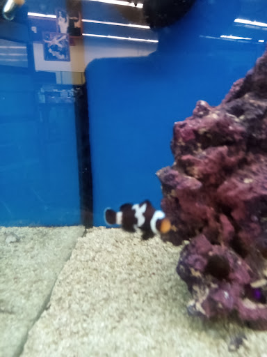 Pet Supply Store «Petco Animal Supplies», reviews and photos, 1704 US Hwy 27 S, Sebring, FL 33870, USA