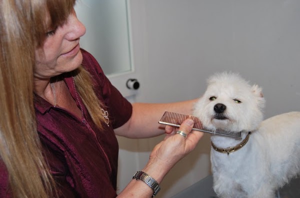 Imagen de Clínica Veterinaria La Campana (18 de 29)