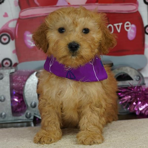 Pet Store «Pet Planet», reviews and photos, 11968 S Redwood Rd, Riverton, UT 84065, USA