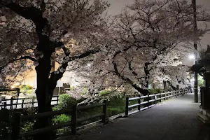 Shukugawara Nikaryō Waterway Cherry blossom image