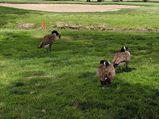 Golf Course «Valley Oaks Golf Course», reviews and photos, 1800 S Plaza St, Visalia, CA 93277, USA