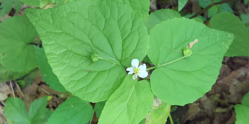 National Park «Cumberland Gap National Historical Park», reviews and photos, 91 Bartlett Park Road, Middlesboro, KY 40965, USA