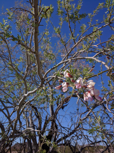 Golf Club «Golf Club at Johnson Ranch», reviews and photos, 30761 W Golf Club Dr, San Tan Valley, AZ 85143, USA