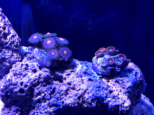 Pet Store «Creative Aquariums of Tampa», reviews and photos, 150 S Dale Mabry Hwy, Tampa, FL 33609, USA