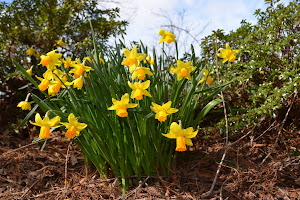 Flagler Garden