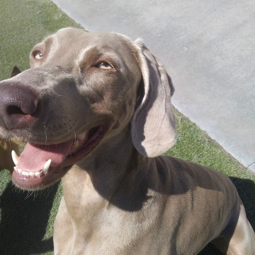 Pet Supply Store «Centinela Feed & Pet Supplies», reviews and photos, 4700 Pacific Coast Hwy, Long Beach, CA 90804, USA