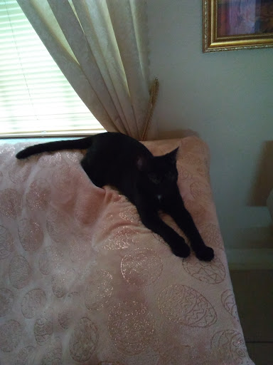 Pet Supply Store «Pet Supermarket», reviews and photos, 4316 Commercial Way, Spring Hill, FL 34606, USA