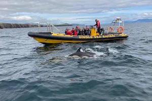 Dingle Sea Safari image