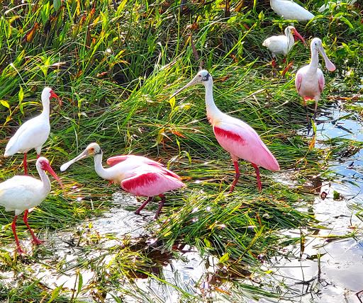 Nature Preserve «Karen T. Marcus Sandhill Crane Access Park», reviews and photos, 8175 PGA Boulevard, Palm Beach Gardens, FL 33418, USA