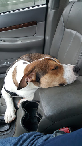 Pet Groomer «Delaware Pet Stuff», reviews and photos, 435 Dunlap St, Delaware, OH 43015, USA