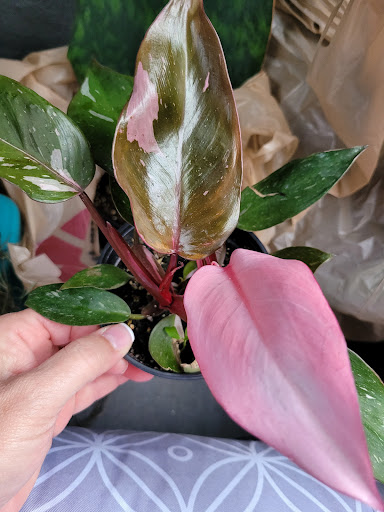 Hardware Store «Proctor Ace Hardware», reviews and photos, 1281 Atlantic Blvd, Neptune Beach, FL 32266, USA