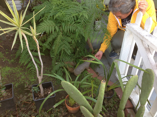 Tobacco Shop «Green House Smoke Shop», reviews and photos, 1428 Abbot Kinney Blvd, Venice, CA 90291, USA