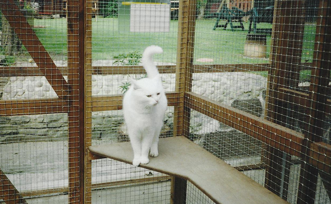 Springbank Farm Kennels & Cattery, Manchester - Manchester