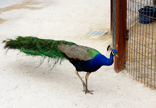 Non-Profit Organization «Big Cat Habitat & Gulf Coast Sanctuary», reviews and photos, 7101 Palmer Blvd, Sarasota, FL 34240, USA