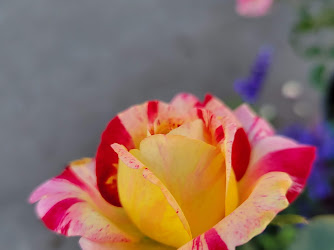 Garden Center at The Home Depot