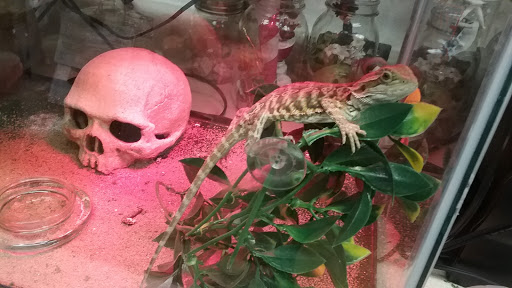 Pet Supply Store «Pet Supplies Plus», reviews and photos, 400 Lowell Ave Suite 14, Haverhill, MA 01832, USA