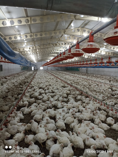 Barış Ünver Tavuk Çiftliği