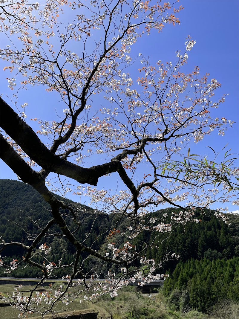 福泉寺の桜