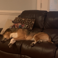 Wag n Tails Bed and Biscuit - Photo 3 - Car repair in Raleigh, NC, Raleigh