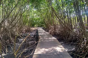 Mangrove Forest Suwung Kawuh image