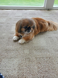 Elite K911 - Photo 4 - Car repair in North Ridgeville, OH, Lorain