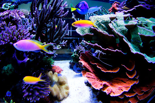 Tropical Fish Store «The Premium Aquarium», reviews and photos, 1875 25th St SE, Salem, OR 97302, USA