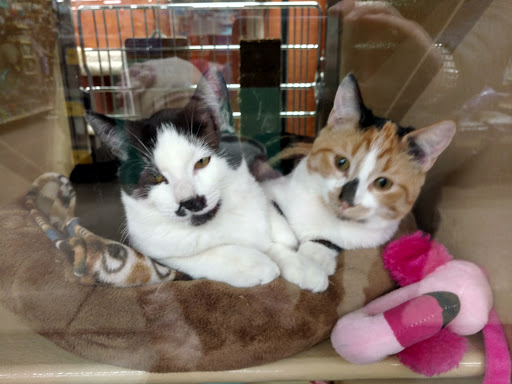 Pet Supply Store «PetSmart», reviews and photos, 291 Skokie Blvd, Northbrook, IL 60062, USA