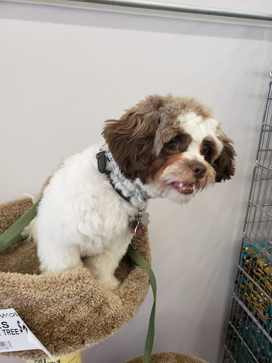 Pet Supply Store «Bow Wow and Meow Pet Supplies», reviews and photos, 1648 S 4th St, Allentown, PA 18103, USA