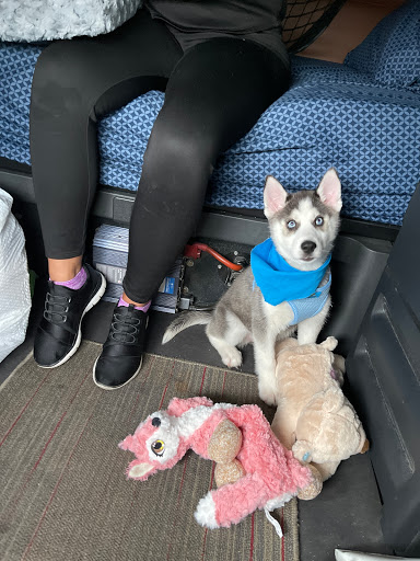 Pet Supply Store «Petland Dallas», reviews and photos, 11909 Preston Rd, Dallas, TX 75230, USA