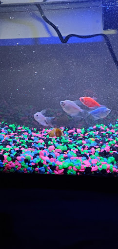 Pet Supply Store «Petco Animal Supplies», reviews and photos, 1945 W Palmetto St #250, Florence, SC 29501, USA