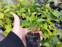 Richard's Garden Center, LLC. - Photo 3 - Car repair in Phoenix, AZ, Peoria