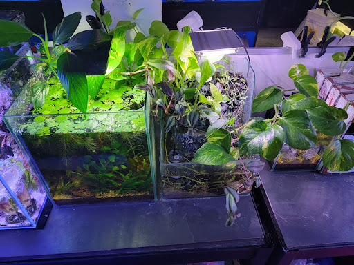 Pet Store «Sierra Fish and Pets», reviews and photos, 601 S Grady Way Suite M, Renton, WA 98057, USA