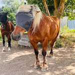 Photo n° 3 de l'avis de Patricia.A fait le 29/07/2023 à 14:50 pour Glories Sandra médium animaux et humains, vivants et décédés sur photo ou en présentiel hippo thérapeute. à Monségur