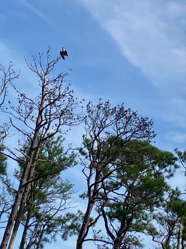 Boat Rental Service «Blackwater Paddle and Pedal Adventures», reviews and photos, 2524 Key Wallace Dr, Cambridge, MD 21613, USA