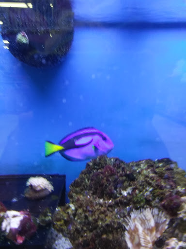 Pet Supply Store «Petco Animal Supplies», reviews and photos, 12163 Sheridan Blvd, Broomfield, CO 80020, USA