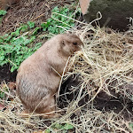 Photo n° 18 de l'avis de Alexandros.o fait le 14/11/2023 à 07:35 pour Zoo de Jurques à Dialan sur Chaîne