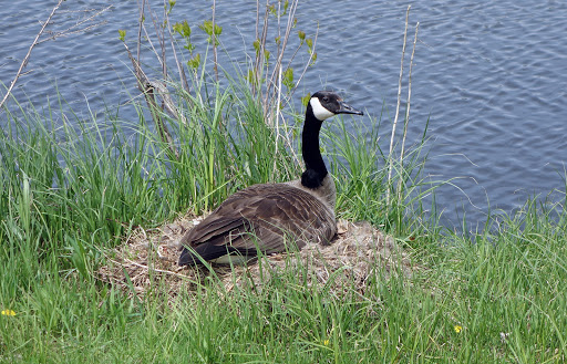 Golf Course «Hiawatha Golf Course», reviews and photos, 4553 Longfellow Ave, Minneapolis, MN 55407, USA
