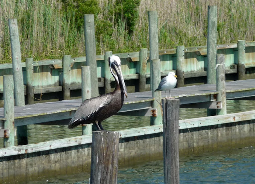 Cruise Agency «Tangier Island Cruises», reviews and photos, 1001 W Main St, Crisfield, MD 21817, USA