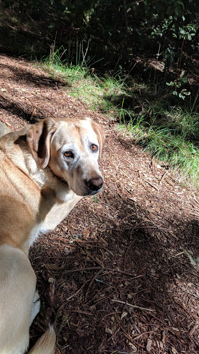 Nature Preserve «LandPaths Grove of Old Trees», reviews and photos, 17599 Fitzpatrick Ln, Occidental, CA 95465, USA