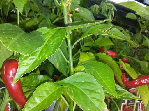 Hardware Store «Ace Hardware of Richardson», reviews and photos, 7989 Belt Line Rd, Dallas, TX 75248, USA