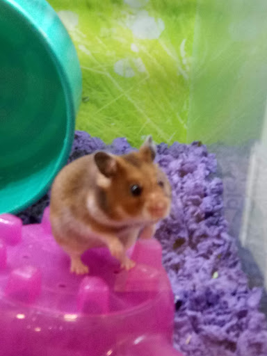 Pet Supply Store «PetSmart», reviews and photos, 5200 W Main St, Kalamazoo, MI 49009, USA